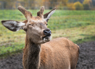 Beautiful deer close up. Wild animals. Portrait of deer