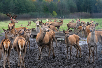 Naklejka na ściany i meble Group of deers in open area in green forest background. Nice wild animals close up. Lithuanian deers