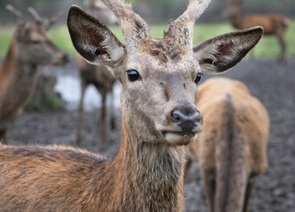 Naklejka na ściany i meble Beautiful deer close up. Wild animals. Portrait of deer