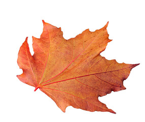 Isolated colorful maple leaf on white background. 