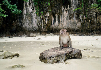 Portrait monkey sitting on reef rock  on the beach                              