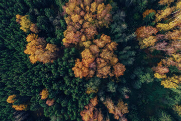 Aerial view of the colorful autumn forest