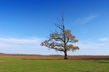 Fototapeta na wymiar Lonely semi-dried tree on a green meadow