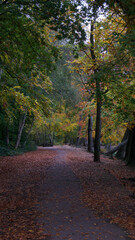 Portrait image of path leading through woods in autumn or fall