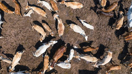 Aerial view of cows, View from Drone flight over pasture in countryside