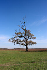 Fototapeta na wymiar Lonely semi-dried tree on a green meadow