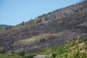 Naklejka premium Après un feu de forêt