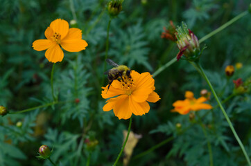 Bee gathering pollen on yellow flower covered in pollen powder.