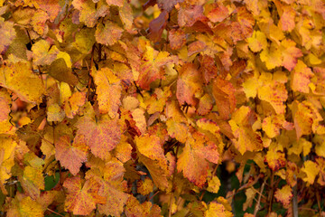 verfärbtes Weinlaub leuchtet durch die Sonneneinstrahlung an den Rebstöcken im Herbst  in warmen Farbtönen.