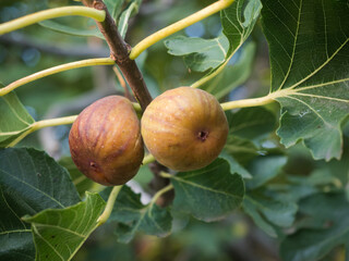 Zwei reife Früchte der Feige hängen an eine kleinen Ast des Feigenbaumes.