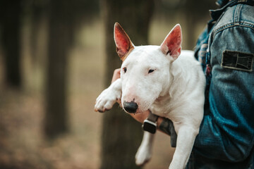 dog with owner in hands happy bullterrier
