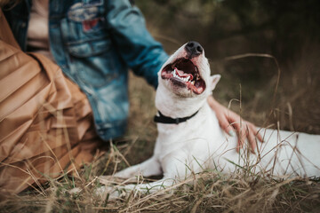 Happy dog with owner bullterrier smile
