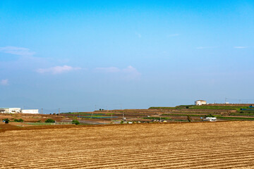 長崎県諫早市　白木峰高原に咲く秋桜