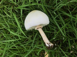 あぜ道に生えていた謎のきのこ