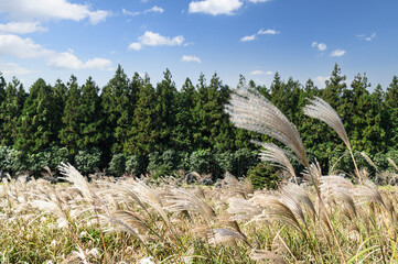 A silver grass field with a blue autumn sky
