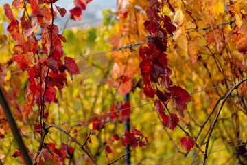 verfärbtes Weinlaub leuchtet durch die Sonneneinstrahlung an den Rebstöcken im Herbst  in warmen Farbtönen.