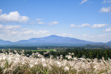 Jeju Island's autumn scenery with silver grass and Hallasan Mountain.