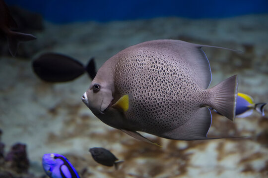French angelfish (Pomacanthus paru). Fish under water. Blur.