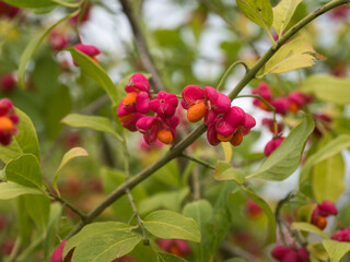 Aufnahme mit den reifen Fr&uuml;chten des Pfaffenh&uuml;tchens die an einen kleinen Zweig wachsen.