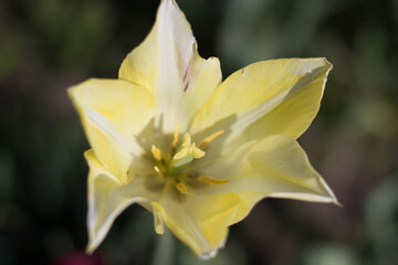 big yellow flower growing in the garden