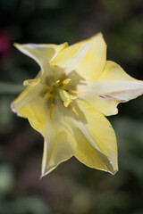 Obraz premium big yellow flower growing in the garden