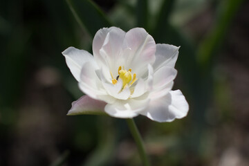 apple blossom in spring in the garden