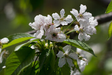 apple blossom in spring in the garden