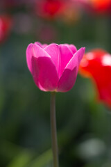 pink tulips grow in the garden in spring