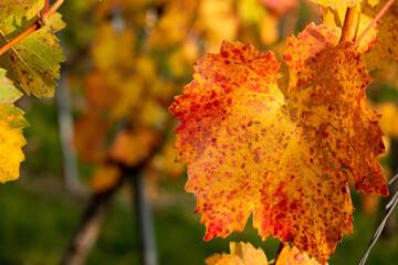 verfärbtes Weinlaub leuchtet durch die Sonneneinstrahlung an den Rebstöcken im Herbst  in warmen Farbtönen.