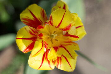 beautiful flowers on the windowsill in the room