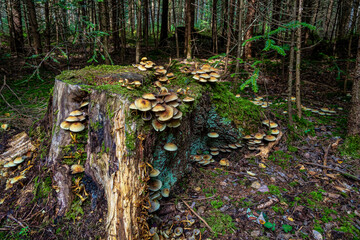 Nature preserve Eibenwald Paterzell, Yew forest Paterzell, Bavaria, Germany