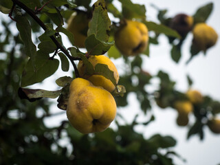 Mehrere reife gelbe Früchte der Quitte hängen an einen Ast des Quittenbaums.