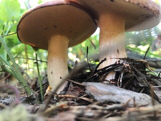 orange cap boletus