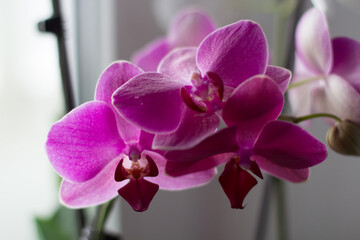 pink orchid on the windowsill in the room