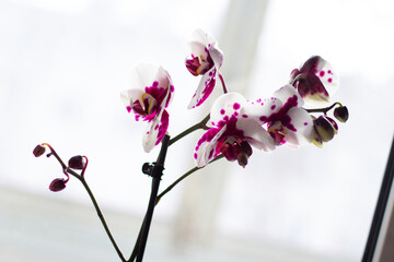 white-pink orchid on the windowsill in the room
