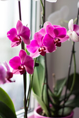 pink orchid on the windowsill in the room