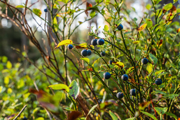 Ripe Blueberry Bush in the Sunlight in the Morning Forest