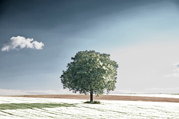 old pear tree in an infrared photo