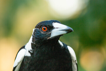 Magpie