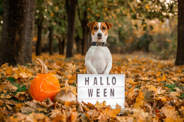 halloween autumn dog jack russell pumpkin
