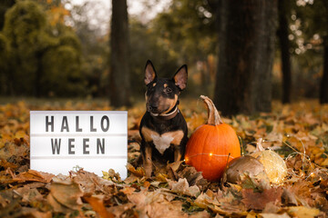 halloween autumn dog bullterrier pumpkin 