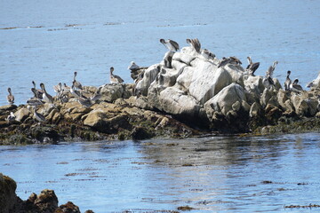 Pelican rock