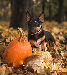 halloween autumn dog bullterrier pumpkin