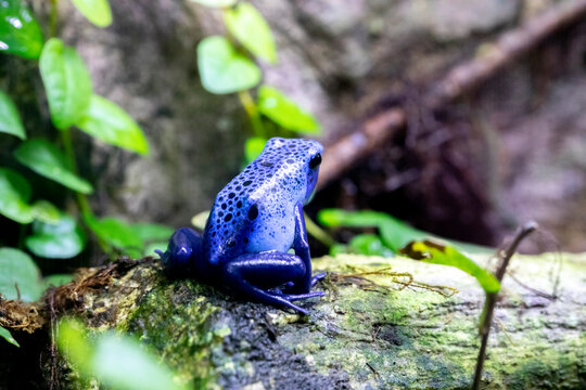 Dendrobate bleue