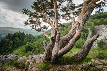 Fototapeta na wymiar Pine tree against the background of mountains, green meadows and forests. Beautiful crooked branches and green needles. Lagonaki Plateau, Republic of Adygea, Russia