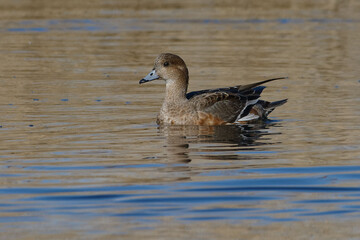 Female Eurasian Wigeon (Anas penelope) on the water