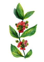 Coffee branch. Watercolor Botanical illustration Red coffee arabica beans on branch isolated on white background.  hand drawn.The plant is a symbol of Christmas and new year in Central America
