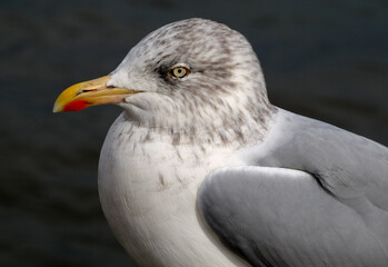 herring gull at UK coastal seaside location.