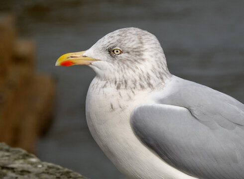 Herring Gull At UK Coastal Seaside Location.