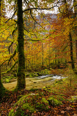 Creek through autumn foliage II